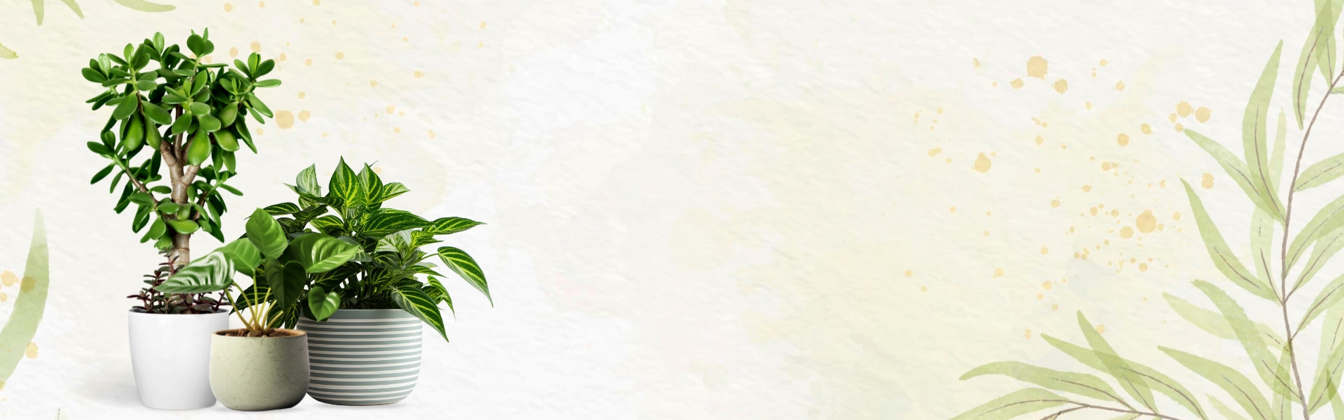 Why Choose Apni Haryali Nursery